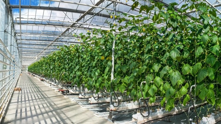 Telosma cordata crops in a shed